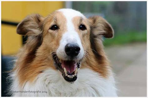 schotse collie herplaatsing